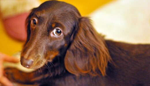 犬の皮膚に赤い湿疹が！考えられる原因や病気、対処法を解説