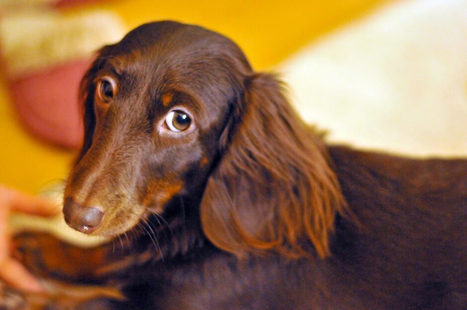 犬の皮膚に赤い湿疹が！考えられる原因や病気、対処法を解説
