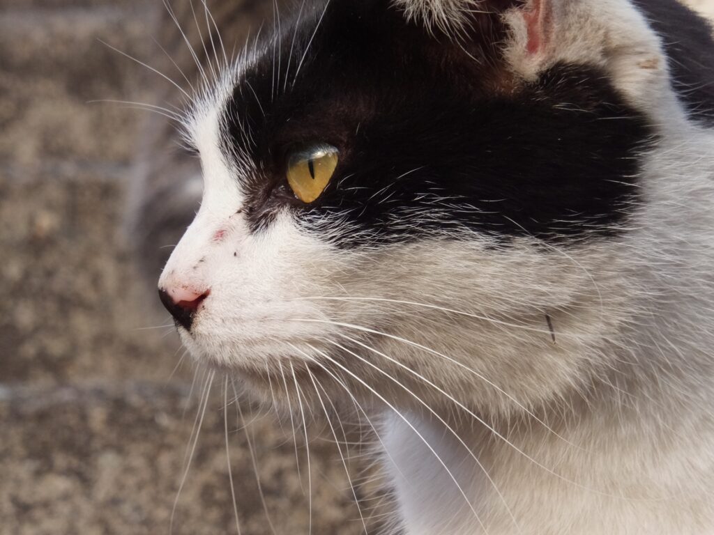 猫が歯ぎしりをする主な原因