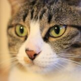 猫が歯ぎしりをする理由は？放置のリスクやと受診のタイミングも解説