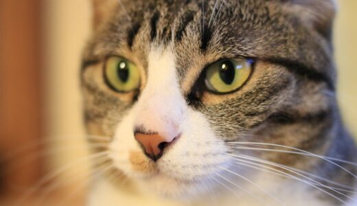 猫が歯ぎしりをする理由は？放置のリスクやと受診のタイミングも解説