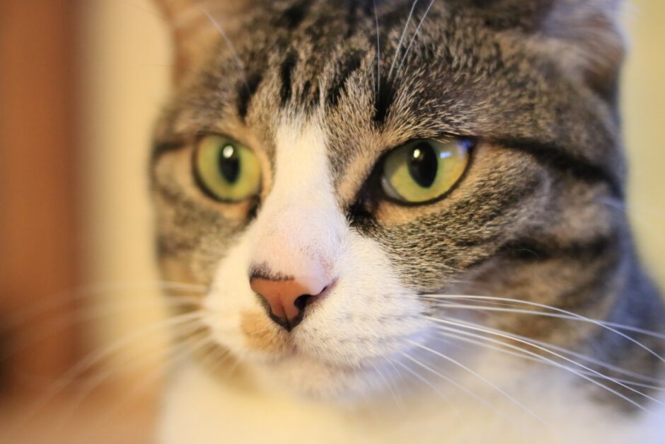猫が歯ぎしりをする理由は？放置のリスクやと受診のタイミングも解説
