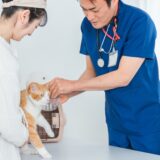 動物病院で相談だけしても問題はない？相談のメリットと注意点、電話やオンラインでの相談方法を解説