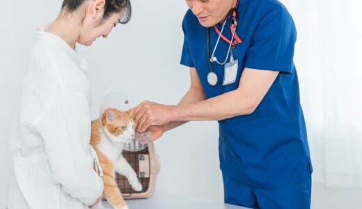 動物病院で相談だけしても問題はない？相談のメリットと注意点、電話やオンラインでの相談方法を解説