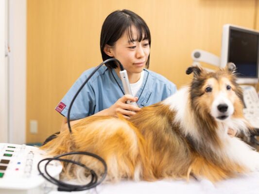 HALU代官山動物病院