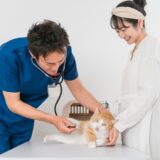 猫を動物病院に連れて行くとストレスがかかる？ストレスの軽減方法や通院のコツを解説