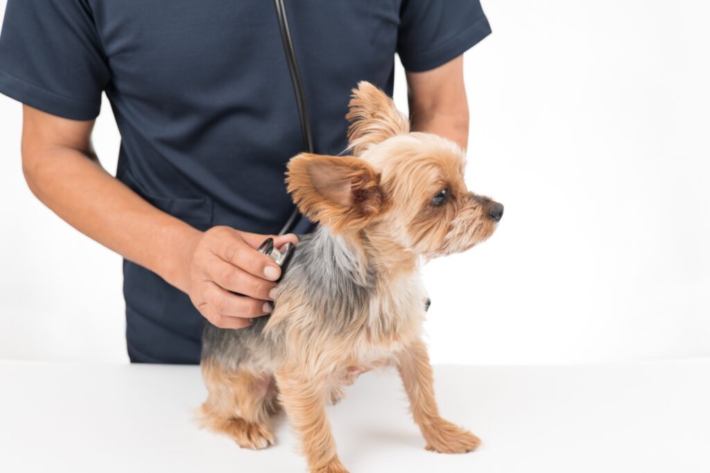 犬が皮膚炎になる原因