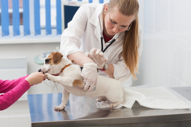 犬も心臓病になる？病気の原因や症状、治療法を解説