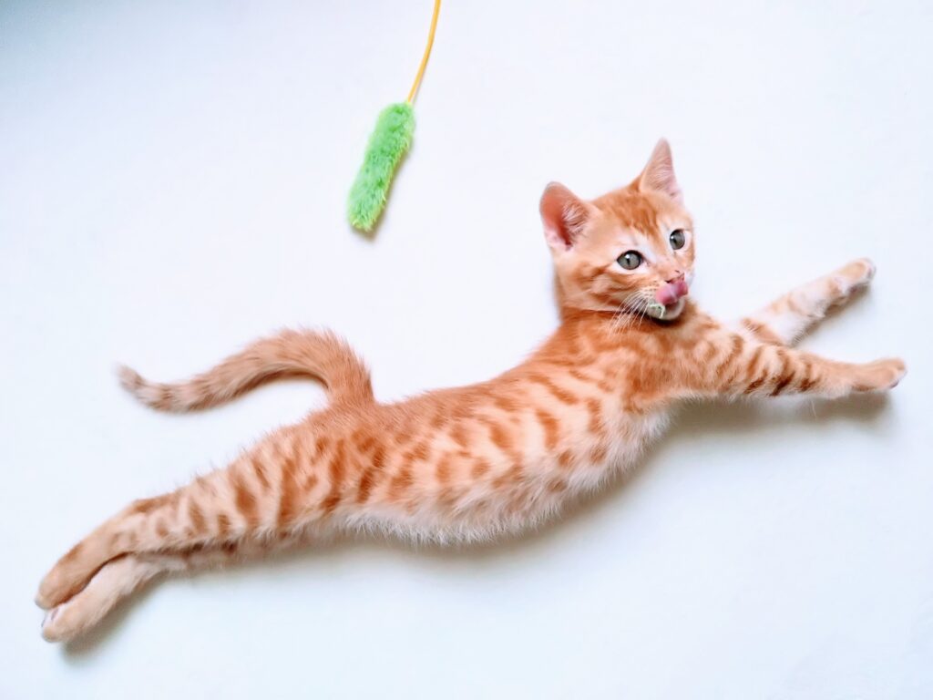 猫のいびきを改善する方法