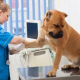 動物病院ではどのような点滴療法が行われる？治療の種類や流れ、注意点を解説