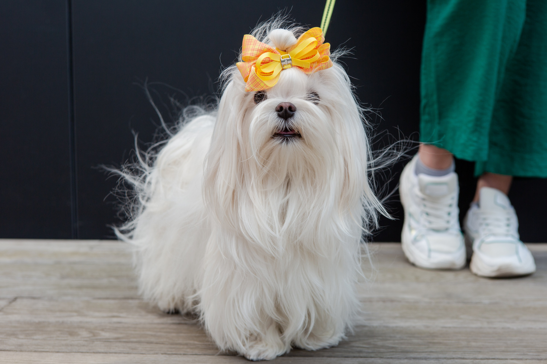 リボンを付けたかわいい犬