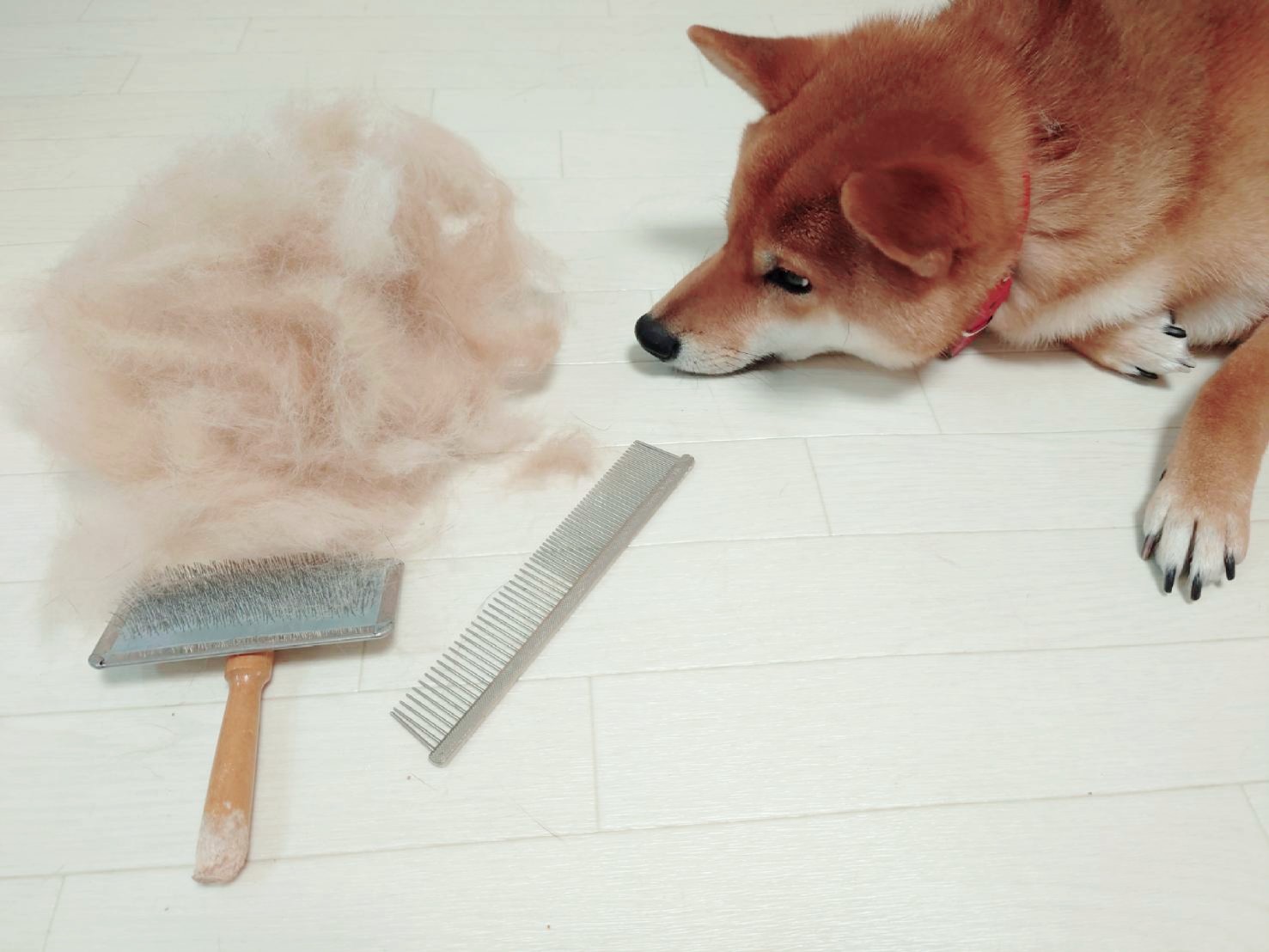 伏せをする柴犬と抜毛