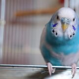 動物病院でセキセイインコを診てもらえる？連れて行く際の注意点や料金相場も解説