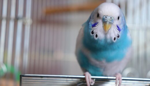 動物病院でセキセイインコを診てもらえる？連れて行く際の注意点や料金相場も解説