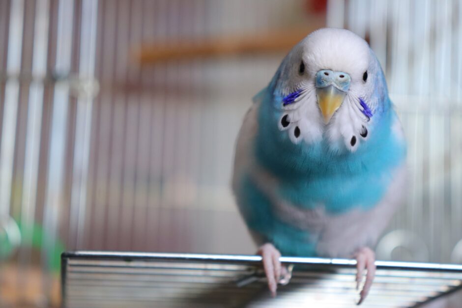 動物病院でセキセイインコを診てもらえる？連れて行く際の注意点や料金相場も解説