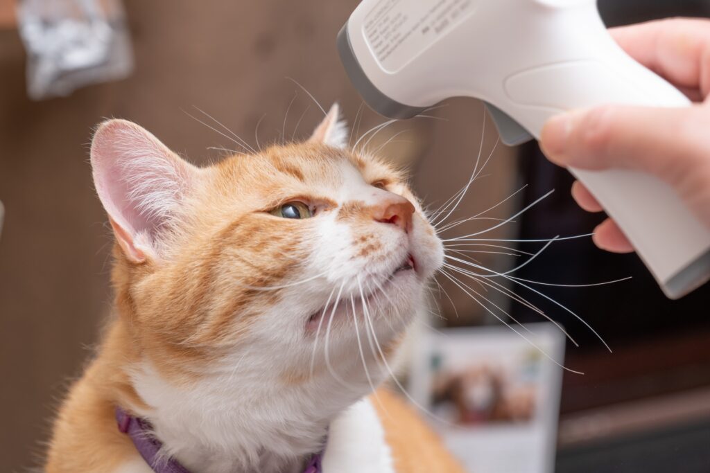猫の病気が人間にうつることはある？