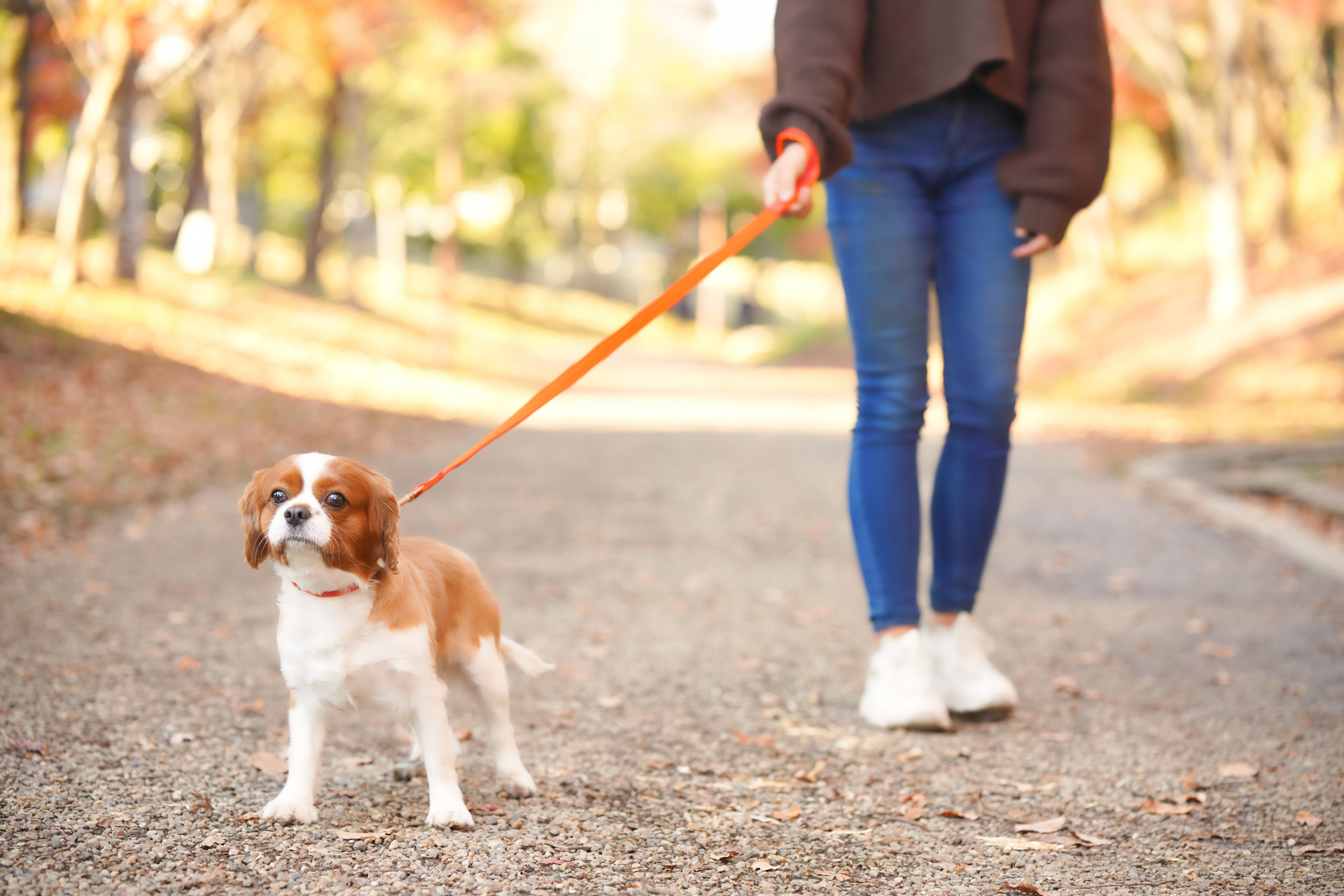 散歩する人と犬