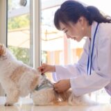 動物病院は使い分けるのがよい？症状や病気に合わせた受診先の選び方を解説