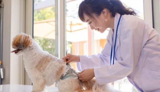 動物病院は使い分けるのがよい？症状や病気に合わせた受診先の選び方を解説