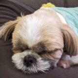 犬の耳垢が黒いのはなぜ？考えられる病気や併発しやすい症状、対処法を解説