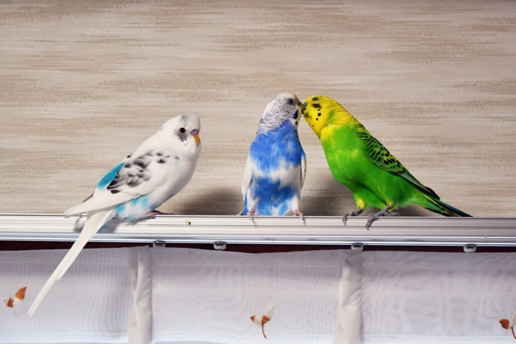 ペットホテルの預かり対象となる動物とは
