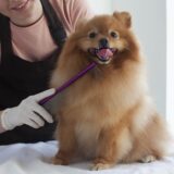 トリミングの効果とは？トリミングを受ける適切な頻度や注意点を解説