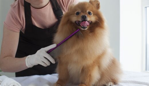 トリミングの効果とは？トリミングを受ける適切な頻度や注意点を解説