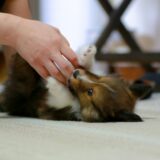 子犬にしつけを教える順番とは？しつけ教室で学べることやしつけを始める時期などを解説
