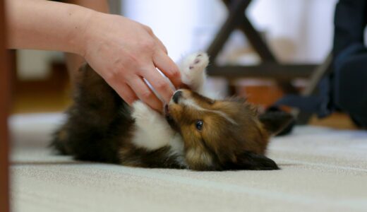 子犬にしつけを教える順番とは？しつけ教室で学べることやしつけを始める時期などを解説