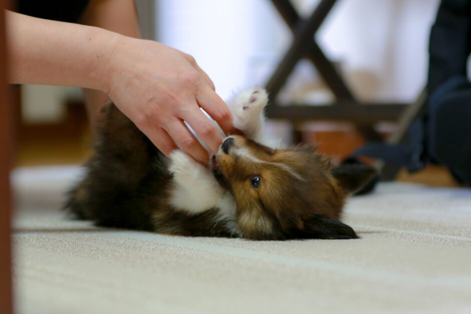 子犬にしつけを教える順番とは？しつけ教室で学べることやしつけを始める時期などを解説
