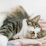 猫の食欲が落ちる時期はいつ？考えられる病気や動物病院を受診すべき目安などを解説
