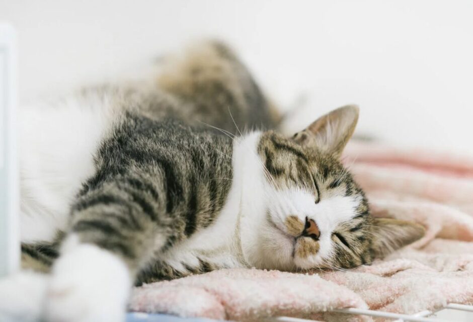 猫の食欲が落ちる時期はいつ？考えられる病気や動物病院を受診すべき目安などを解説