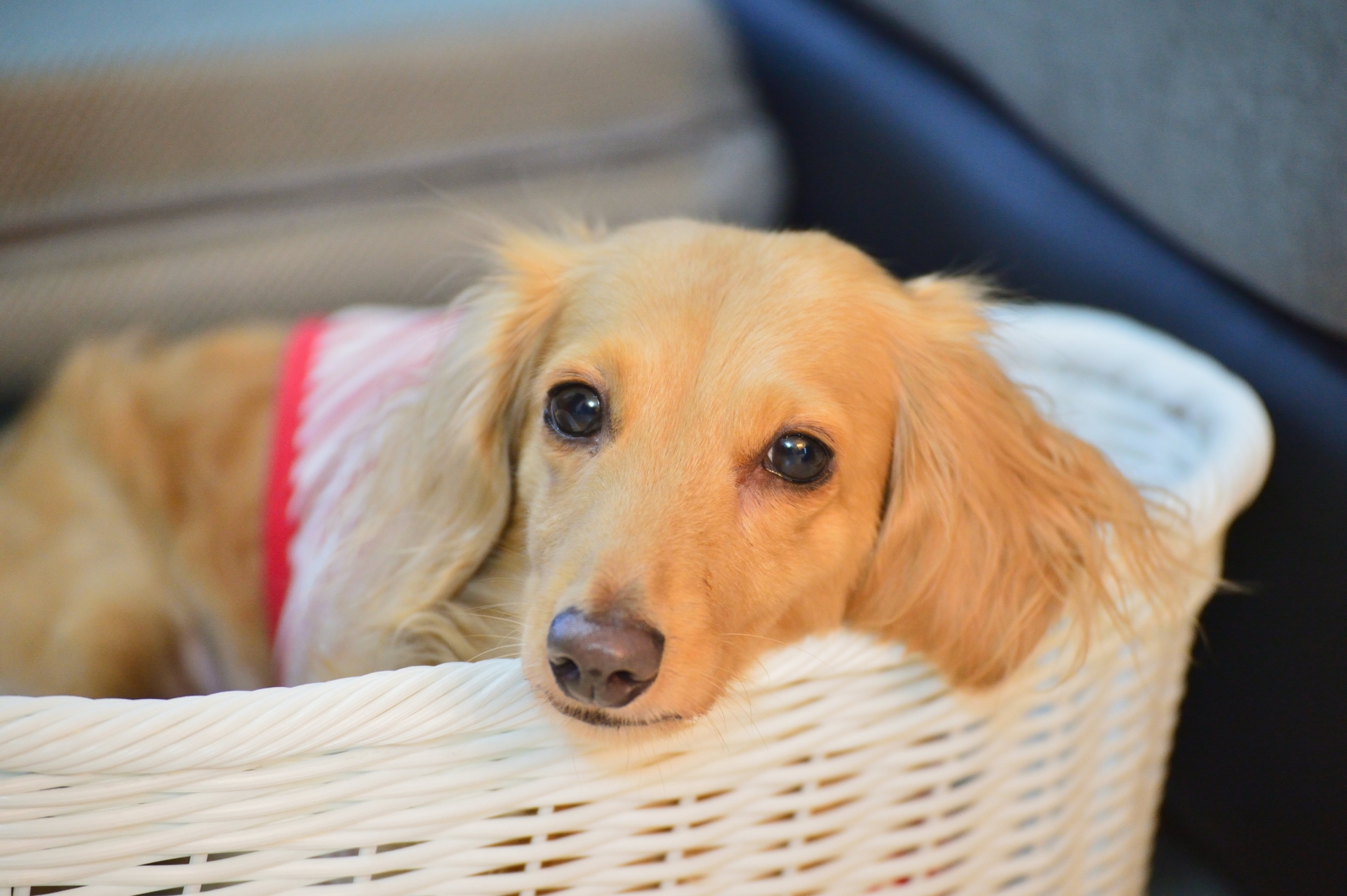 茶色の犬
