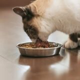猫が食欲旺盛になる理由とは？考えられる病気や動物病院を受診する目安を解説