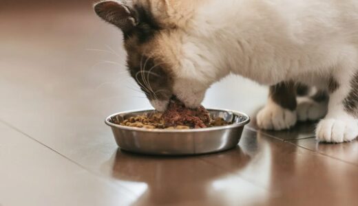 猫が食欲旺盛になる理由とは？考えられる病気や動物病院を受診する目安を解説