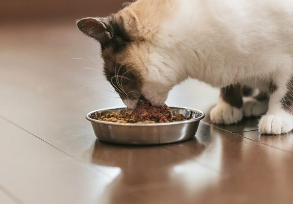 猫が食欲旺盛になる理由とは？考えられる病気や動物病院を受診する目安を解説