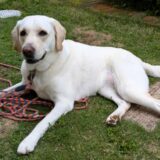 犬の貧血の原因とは？動物病院を受診するタイミングや自宅でできる貧血対策などを解説