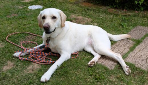 犬の貧血の原因とは？動物病院を受診するタイミングや自宅でできる貧血対策などを解説