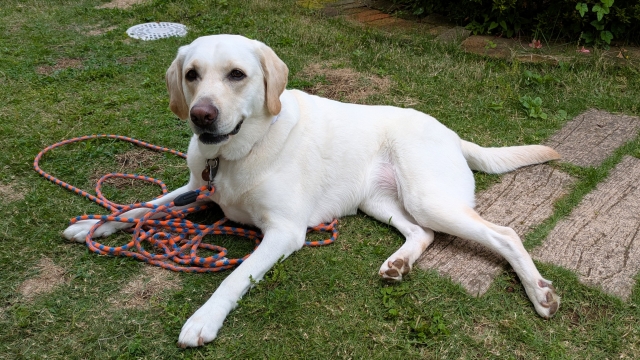 犬の貧血の原因とは？動物病院を受診するタイミングや自宅でできる貧血対策などを解説