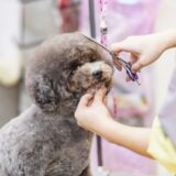 犬はトリミングで疲れる？愛犬の様子がおかしいときの原因や対策を解説