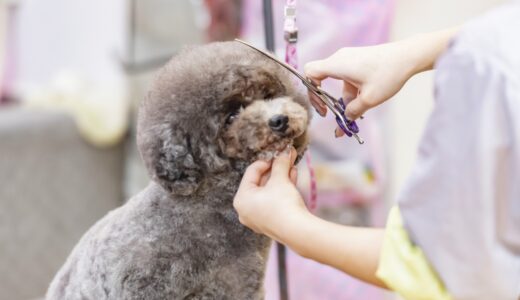 犬はトリミングで疲れる？愛犬の様子がおかしいときの原因や対策を解説