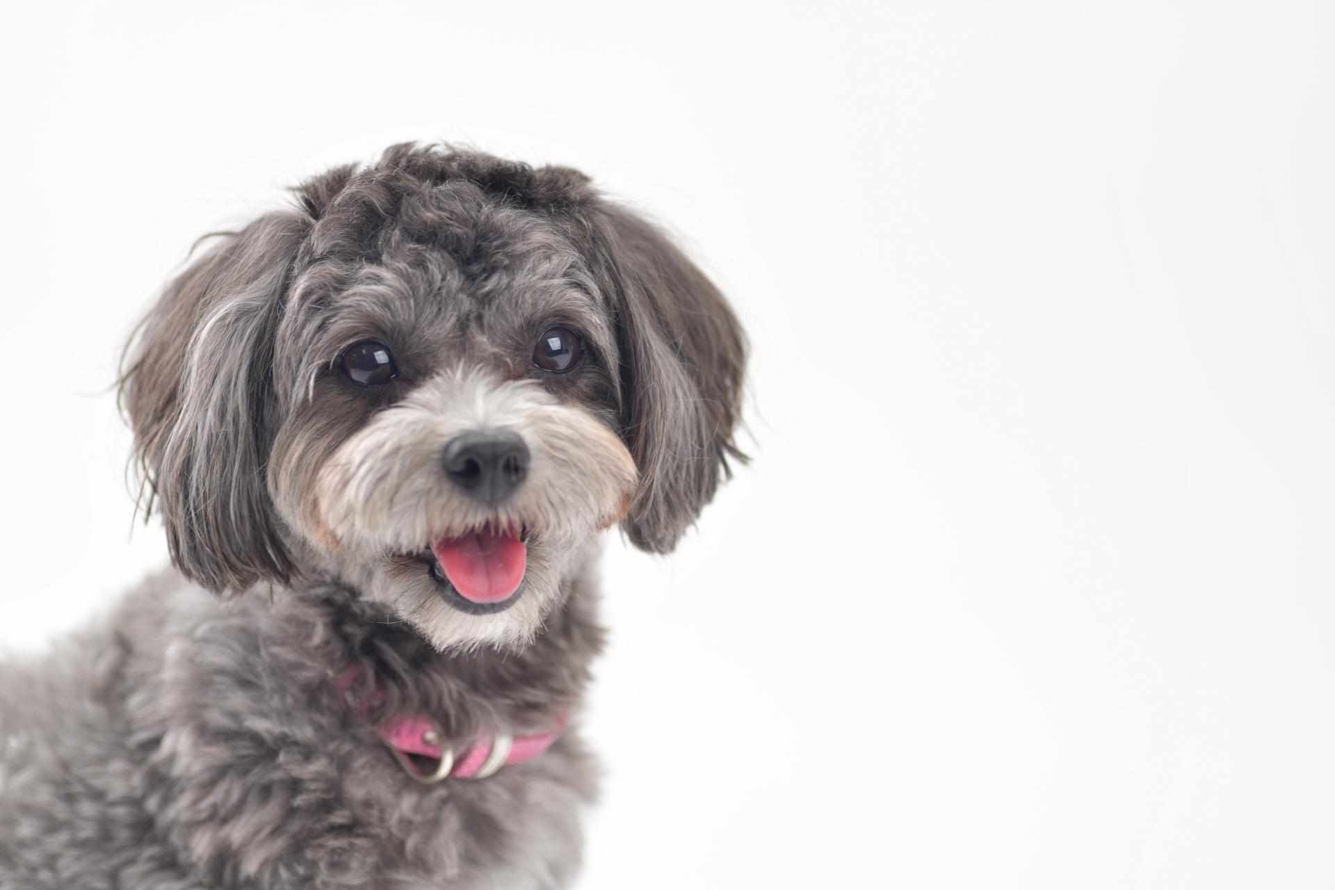 犬の笑顔