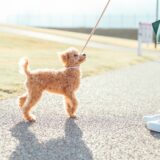 犬を飼ったら社会化の訓練が必要？しつけ教室の選び方やトレーニング内容、飼い主ができることも解説