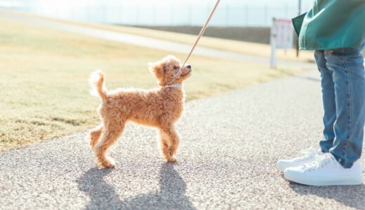 犬を飼ったら社会化の訓練が必要？しつけ教室の選び方やトレーニング内容、飼い主ができることも解説