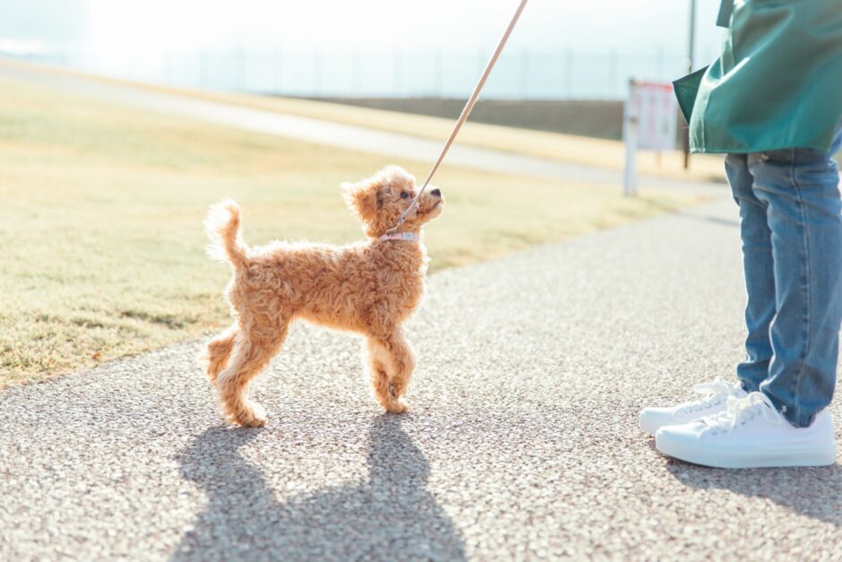 犬を飼ったら社会化の訓練が必要？しつけ教室の選び方やトレーニング内容、飼い主ができることも解説