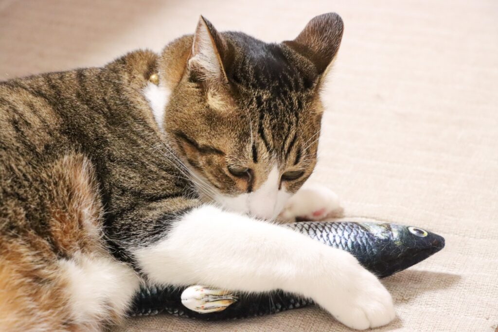 自宅でできる猫のストレス軽減トレーニング