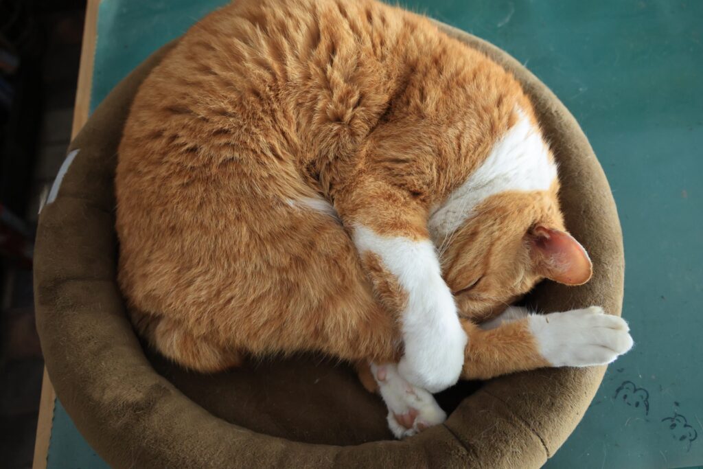 猫がいびきをかく原因と特徴