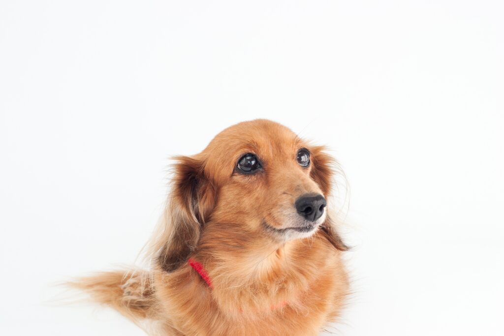 可愛い犬