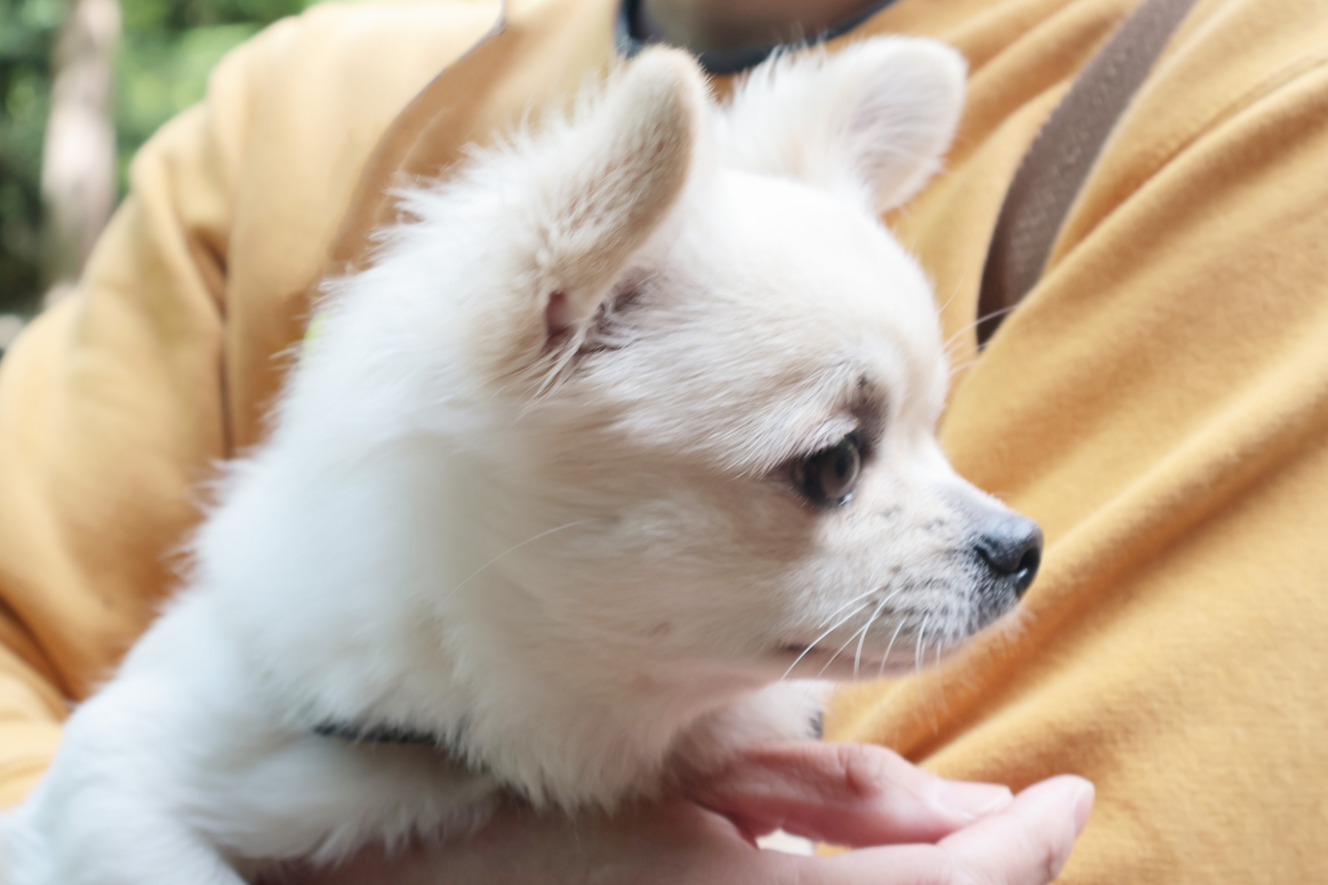 飼い主に抱っこされるチワワ