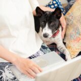 犬のしつけ教室はオンラインでできる？自宅で受けるメリットや利用時のポイントも解説